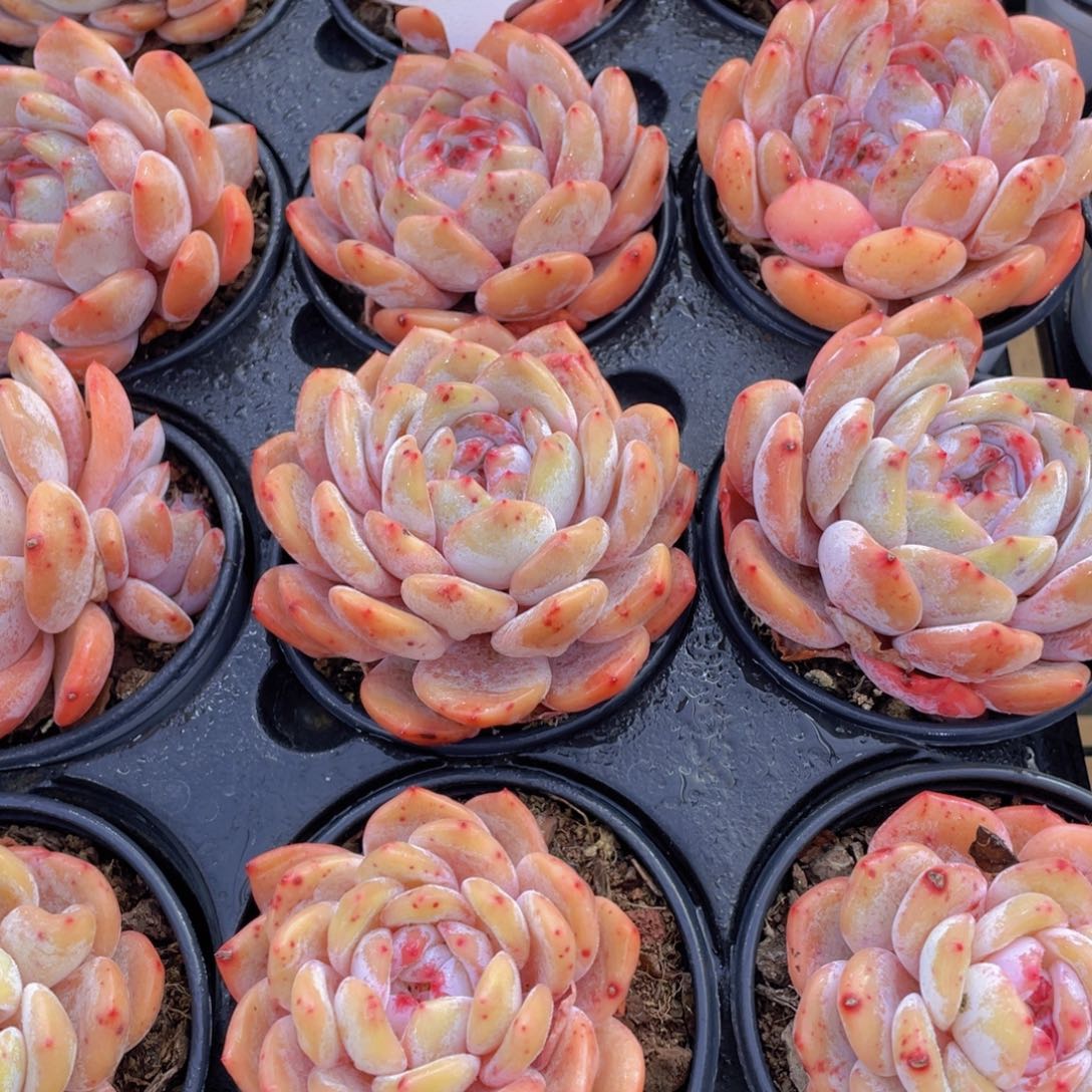 1280号开播福利全状态仙女橙单头两个