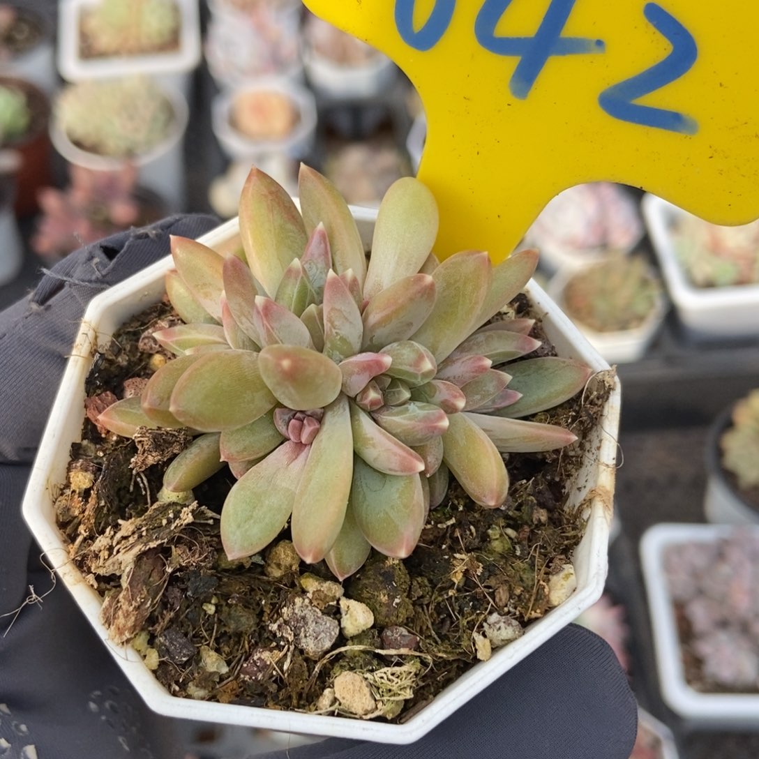 642炫彩星多肉植物