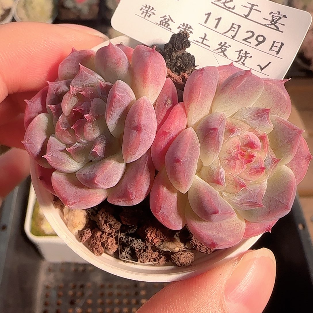 多肉1129-154秘境冰魄