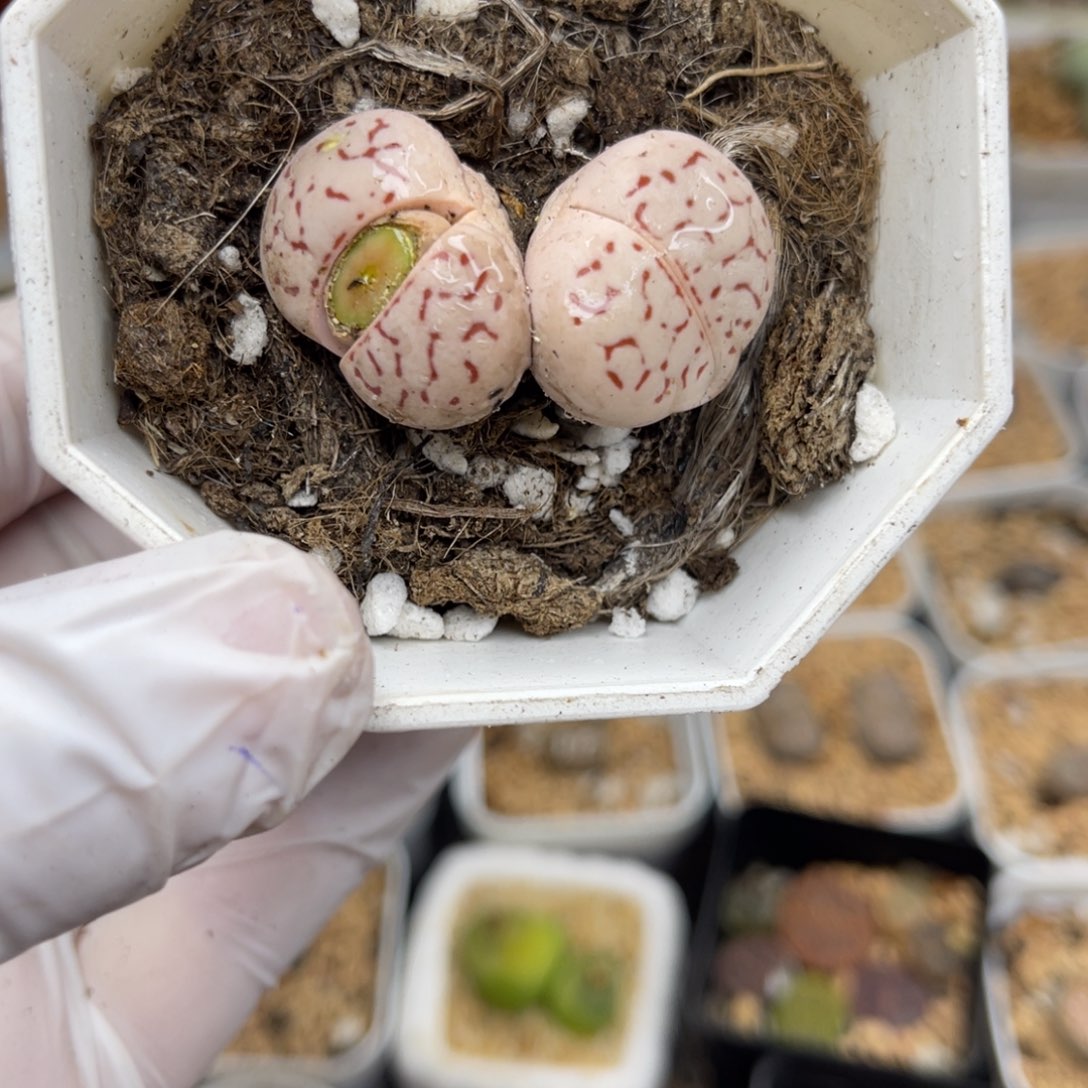 多肉植物一物一拍18