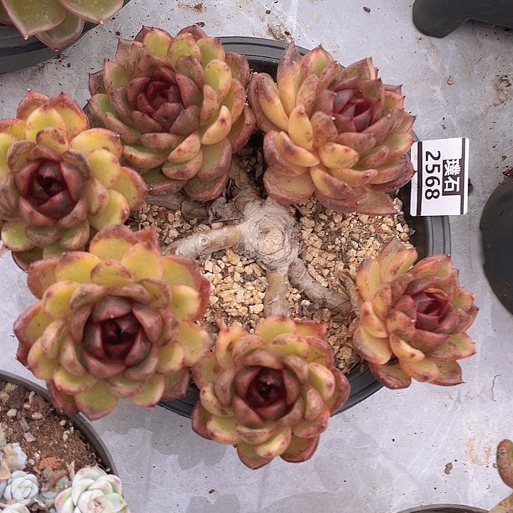黑曼巴2568多肉植物