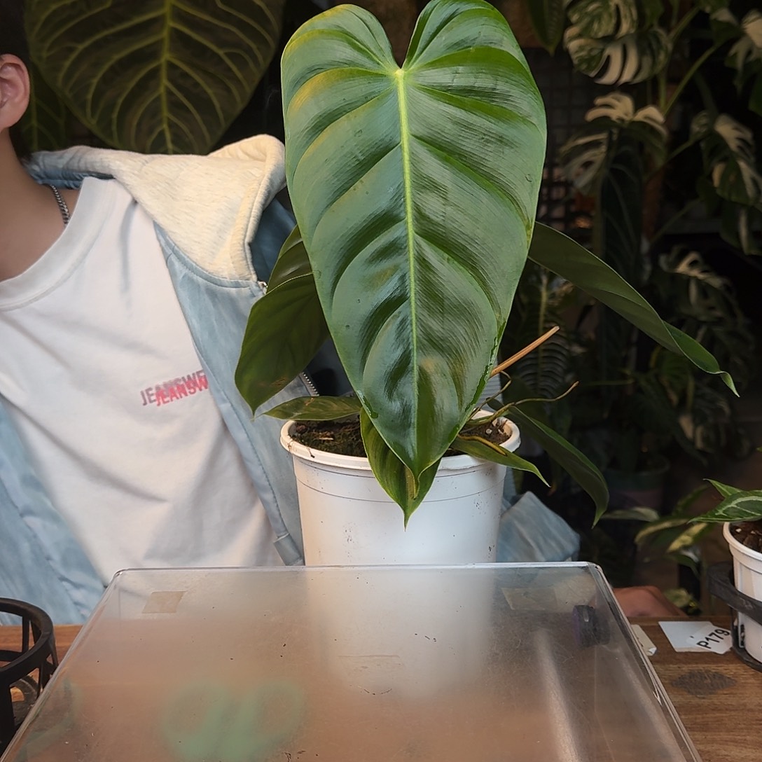 完全开放D18pe蔓绿绒