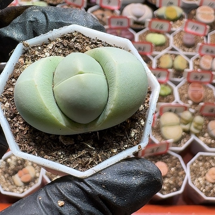 生石花233:：。  121