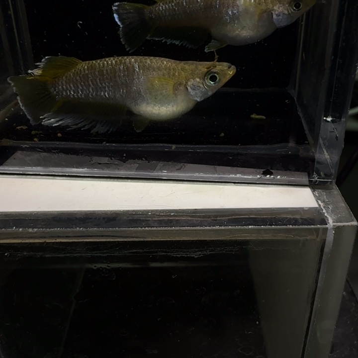 青鳉鱼一物一拍193