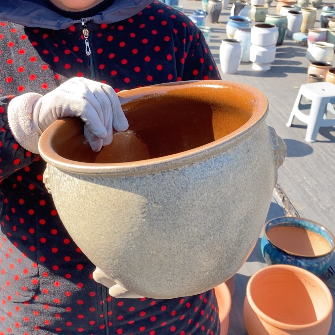 红陶口28高22水培