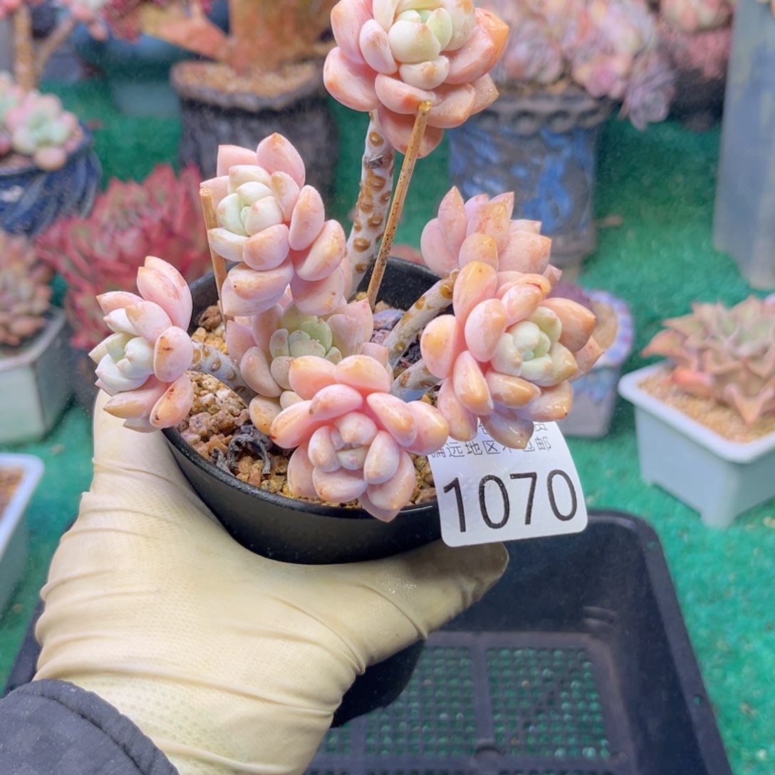 人1070:¥：）d h f h h b b