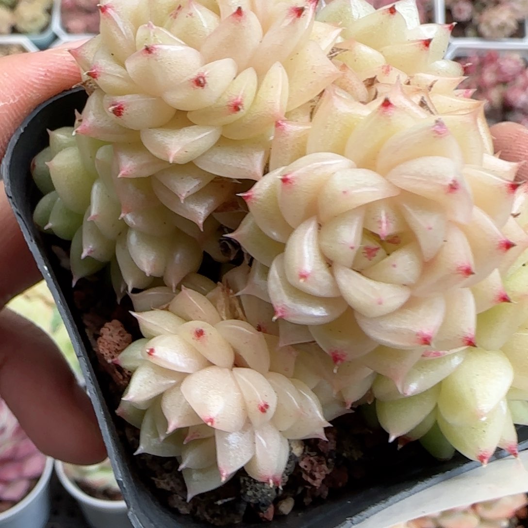 花语逸境0124-385麦秆