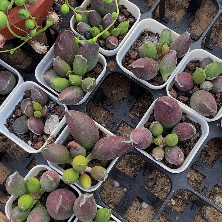 艺妓水泡带盆土发