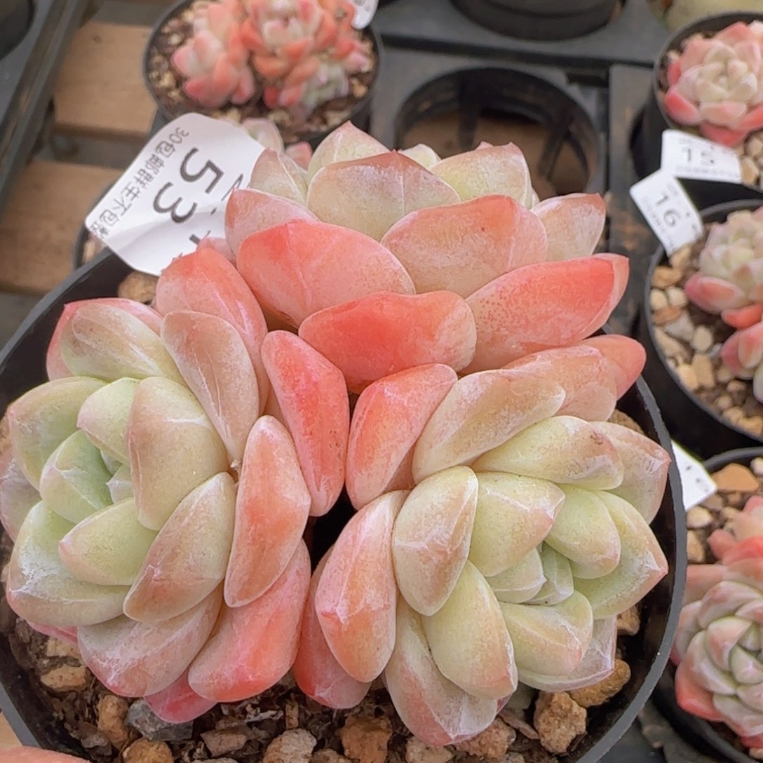 康*冰玉三头老桩一颗脱土