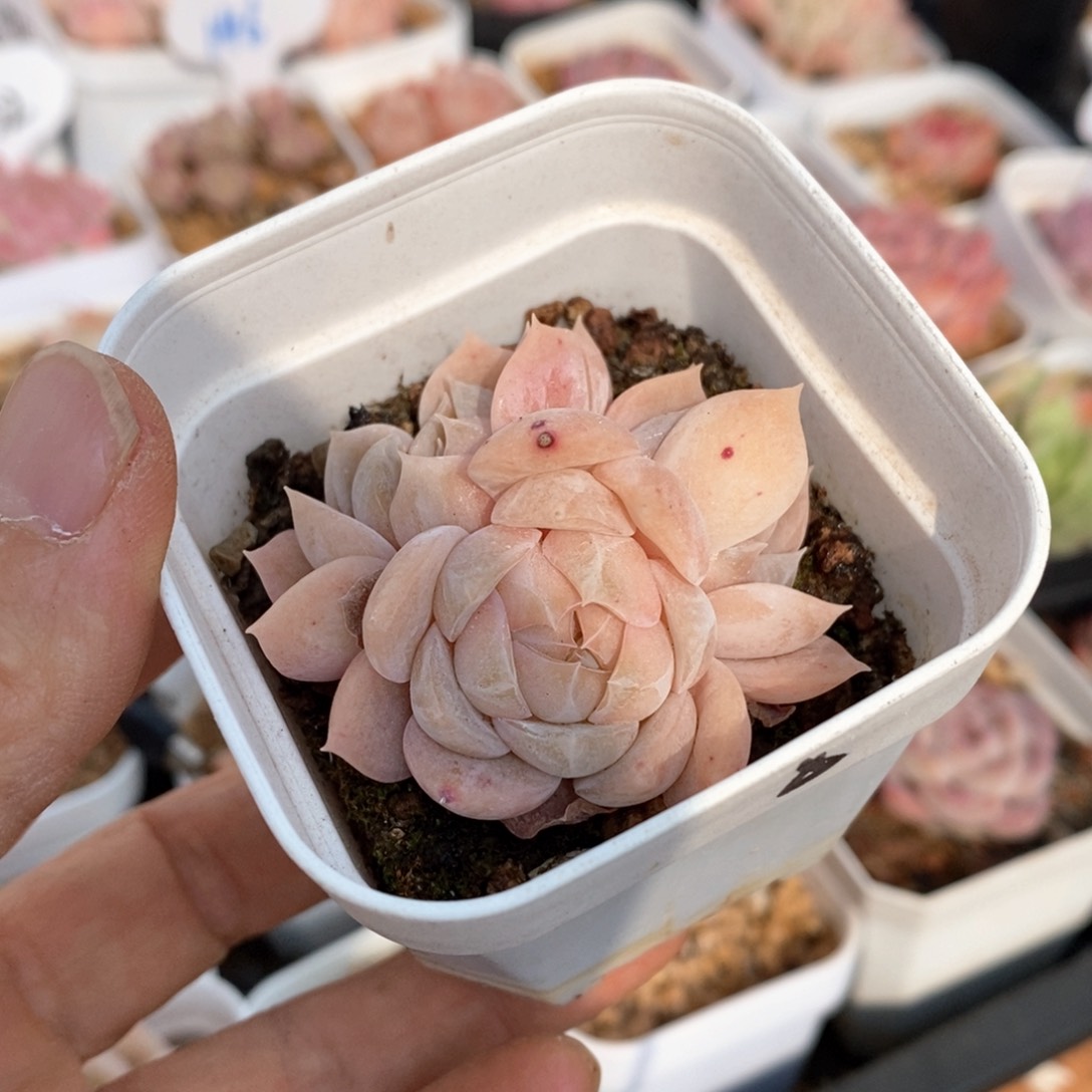 精品多肉一物一拍不包整71