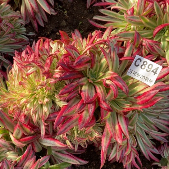 894朱雀缀多肉植物