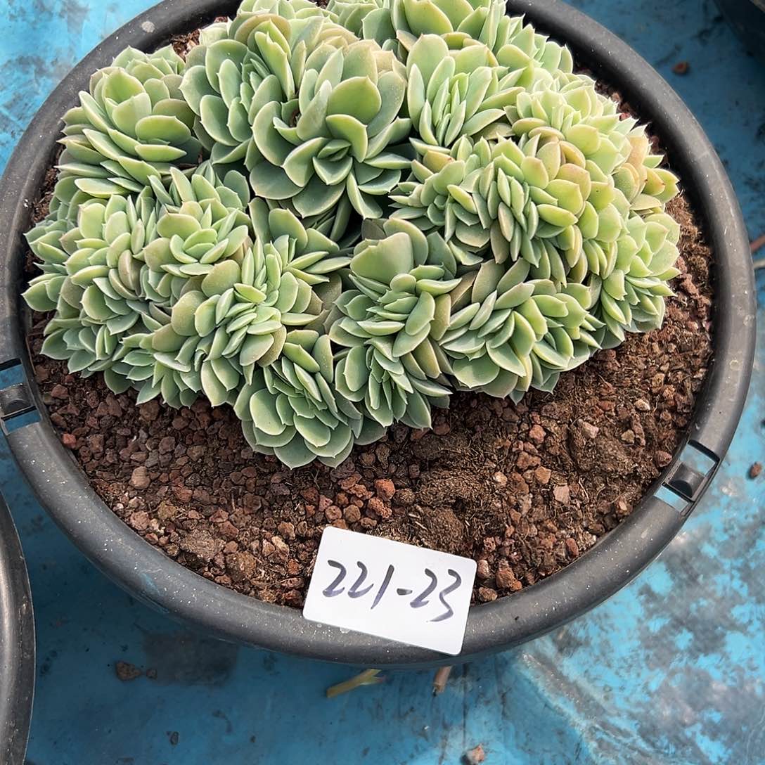 成****号221-23星娜塔缀多肉