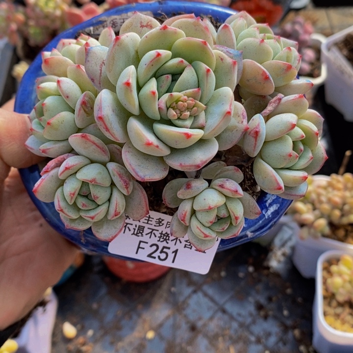 香草10cm251多肉植物