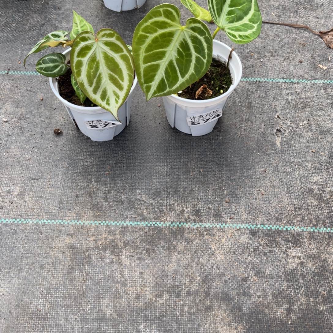 1***5无花朵             574.575花烛不包售后