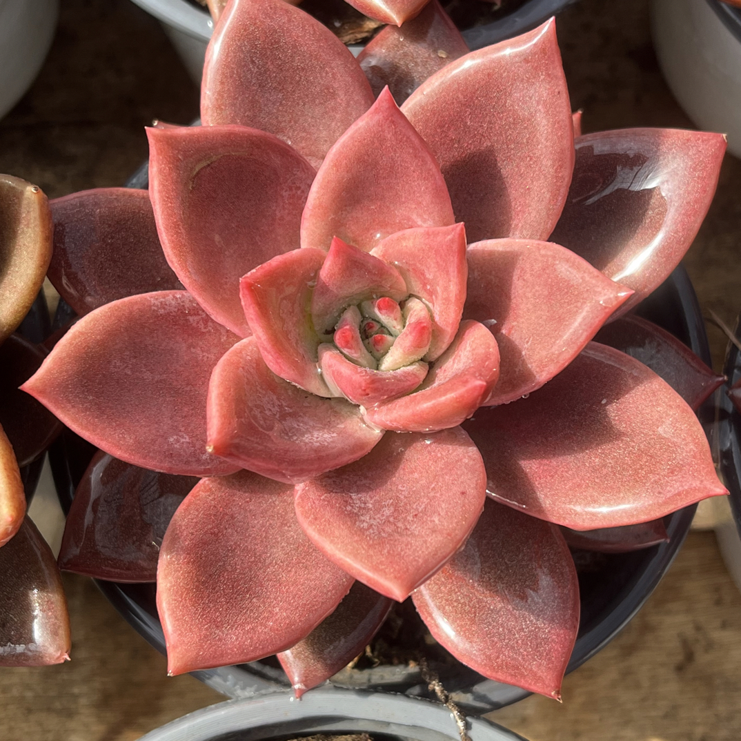 【任意下单即包邮】红唐卡10厘米多肉植物，脱土发货