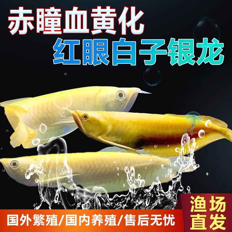 黄化白子银龙鱼活体大型热带观赏鱼适合练手的鱼
