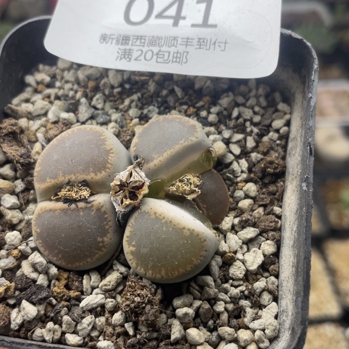 佳人园艺 老周多肉上福利啦和田玉041