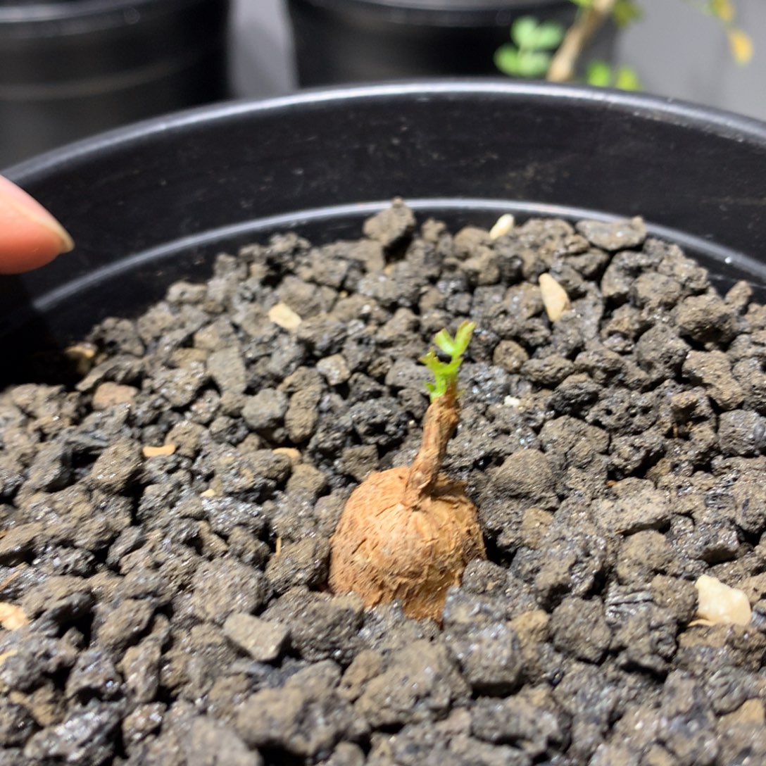 蛋蛋裂榄扦插带盆土