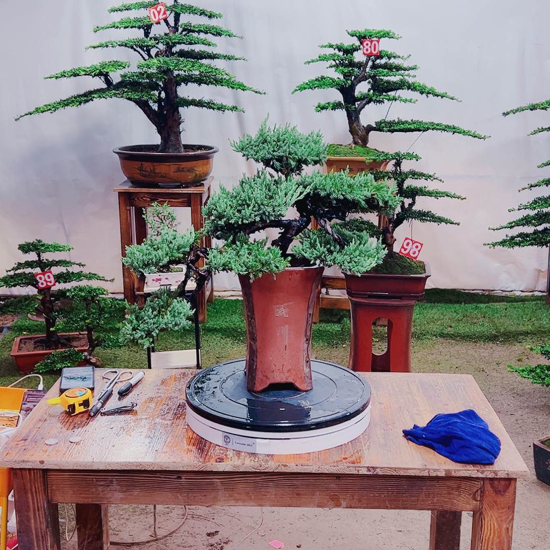 无花朵原生老珍珠柏树