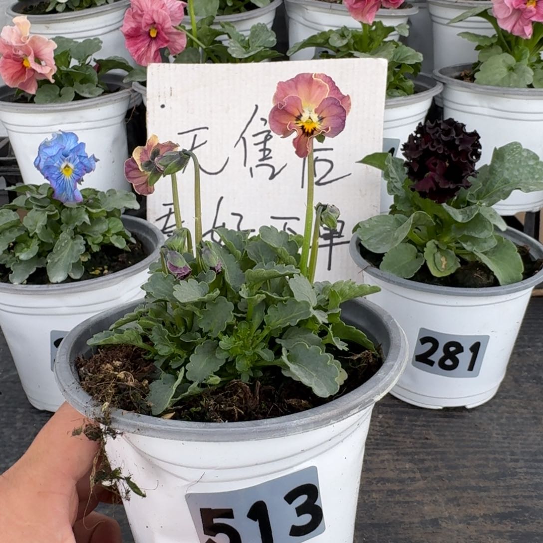 全部花朵513号心跳