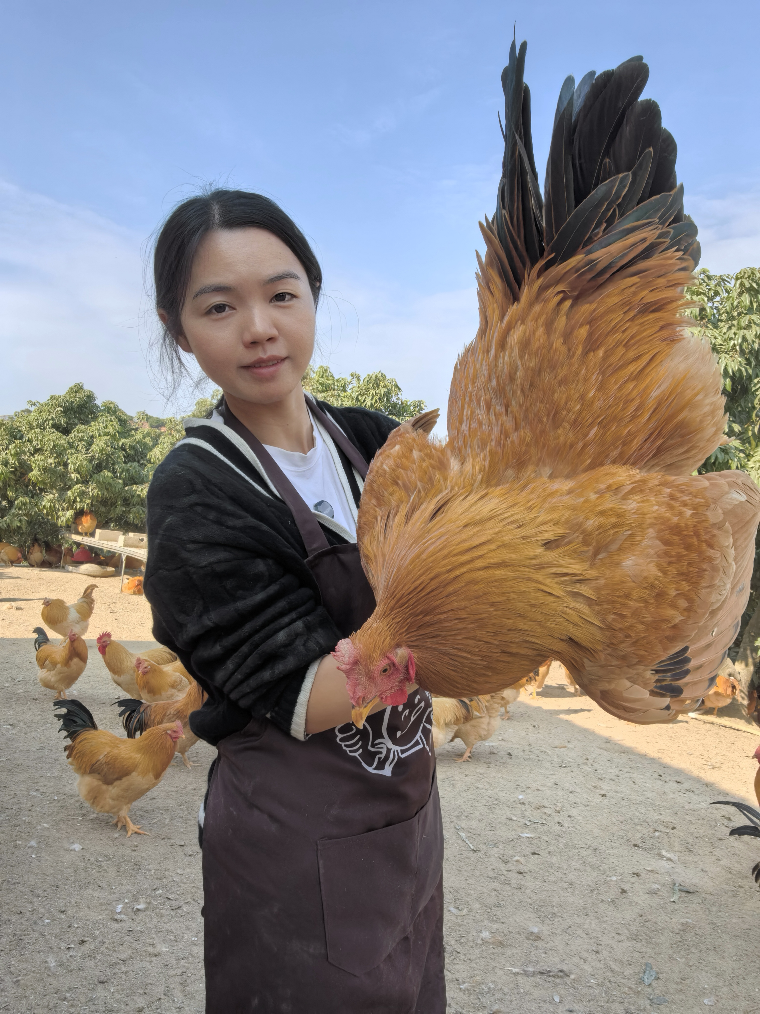 广东爬山走岭阉鸡260天扇鸡纯粮食喂养现杀生鲜速冻散养土鸡