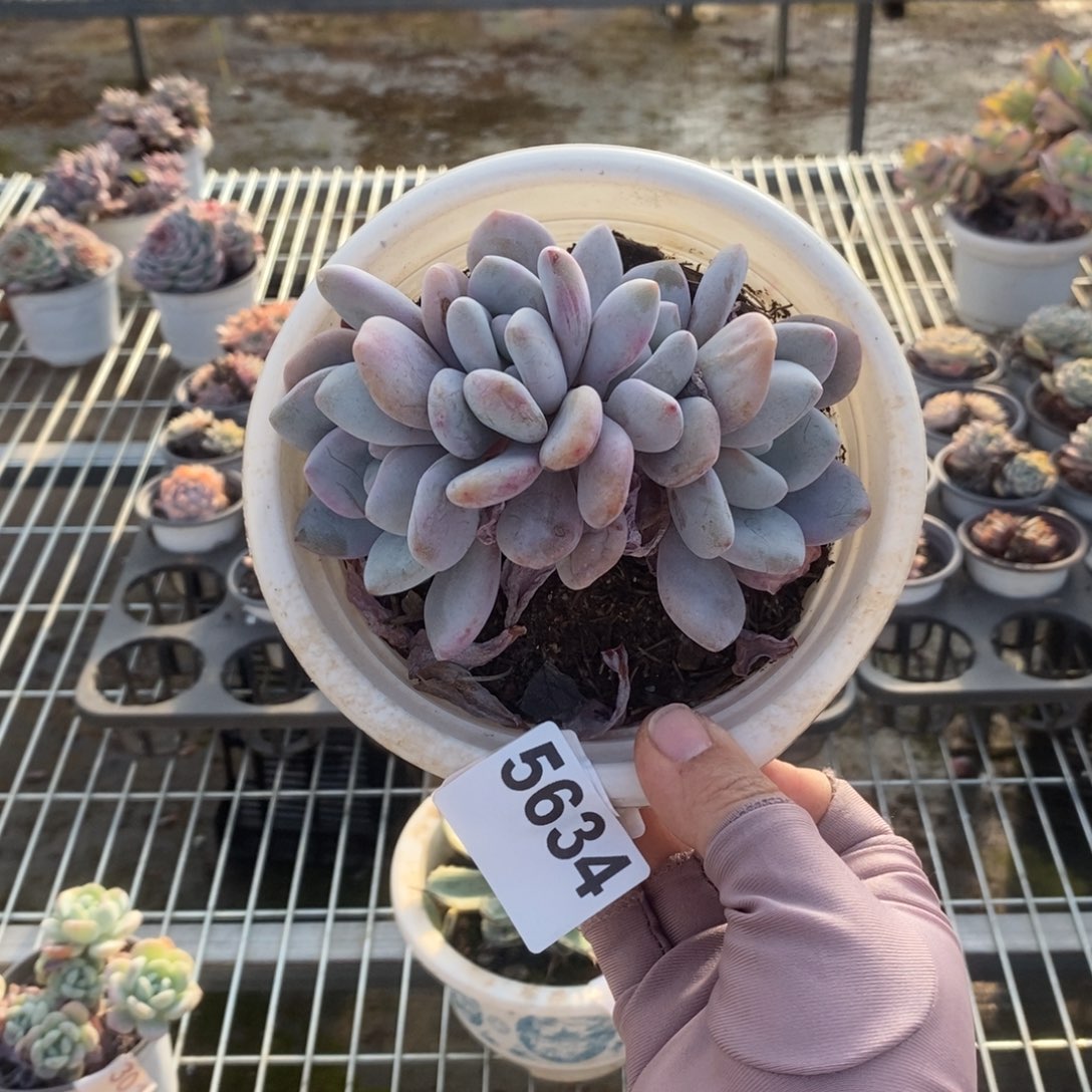 5634粉兔朵朵一物一拍