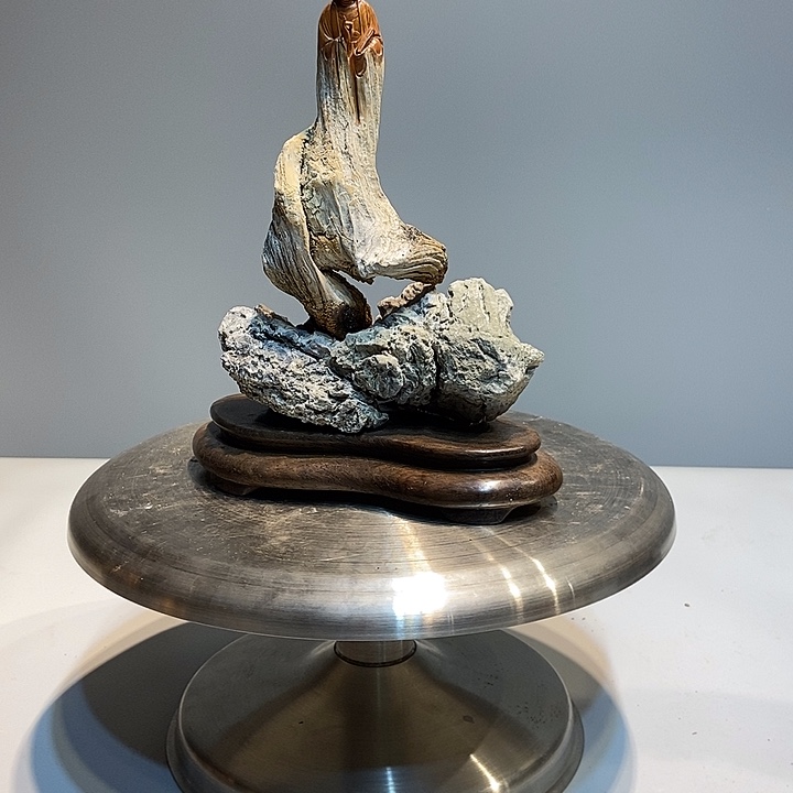 柏木崖柏观音太行陈化料