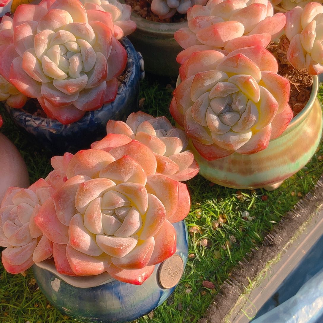 张*头韩版冰2颗一起一起