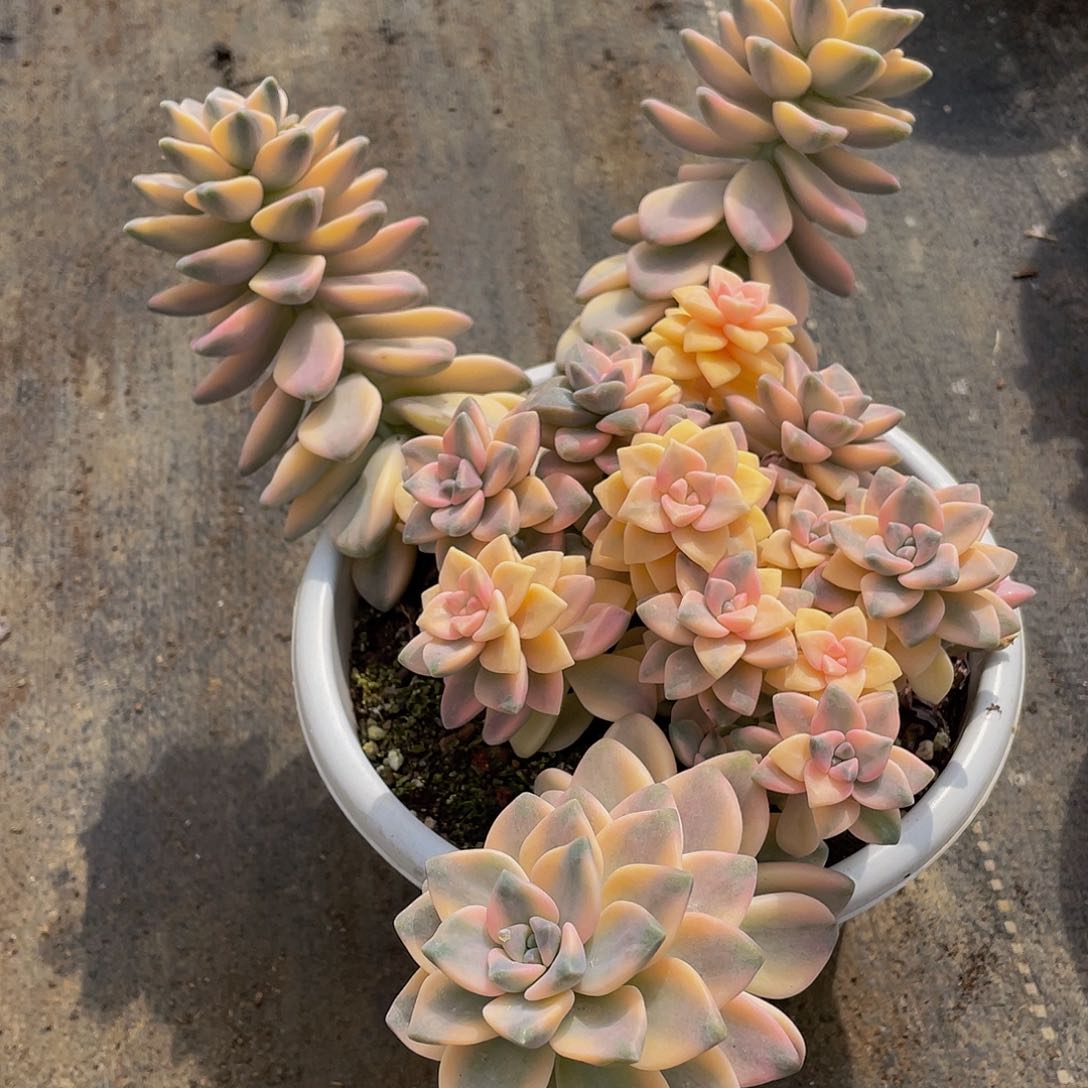 美杏锦多肉植物2058