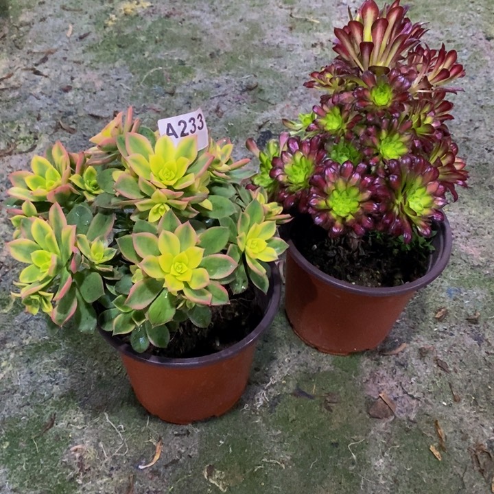 艳日辉童颜多肉植物233两颗