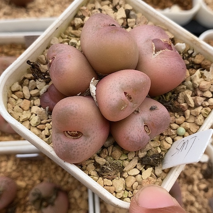 李*23548吕氏水蜜桃母本