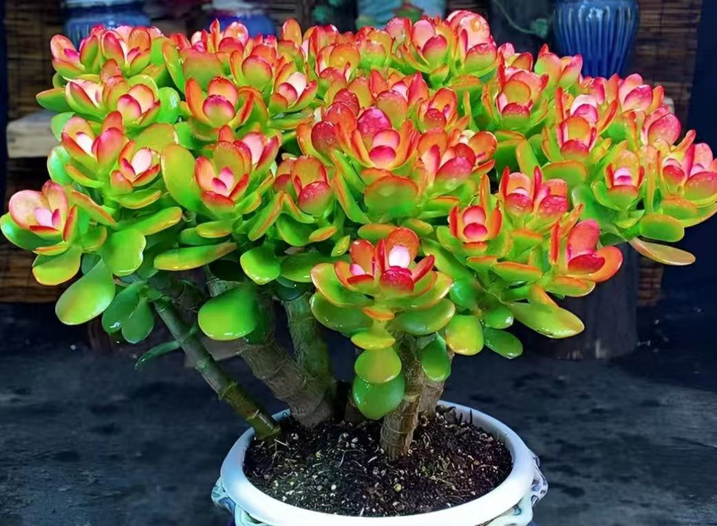 xp七彩摇钱树  多肉植物 好养 喜阳 基地直发