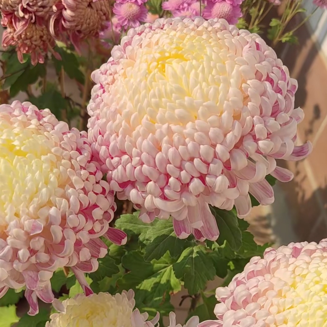 【国华圣者】特大花适合盆栽地栽耐寒耐热阳台