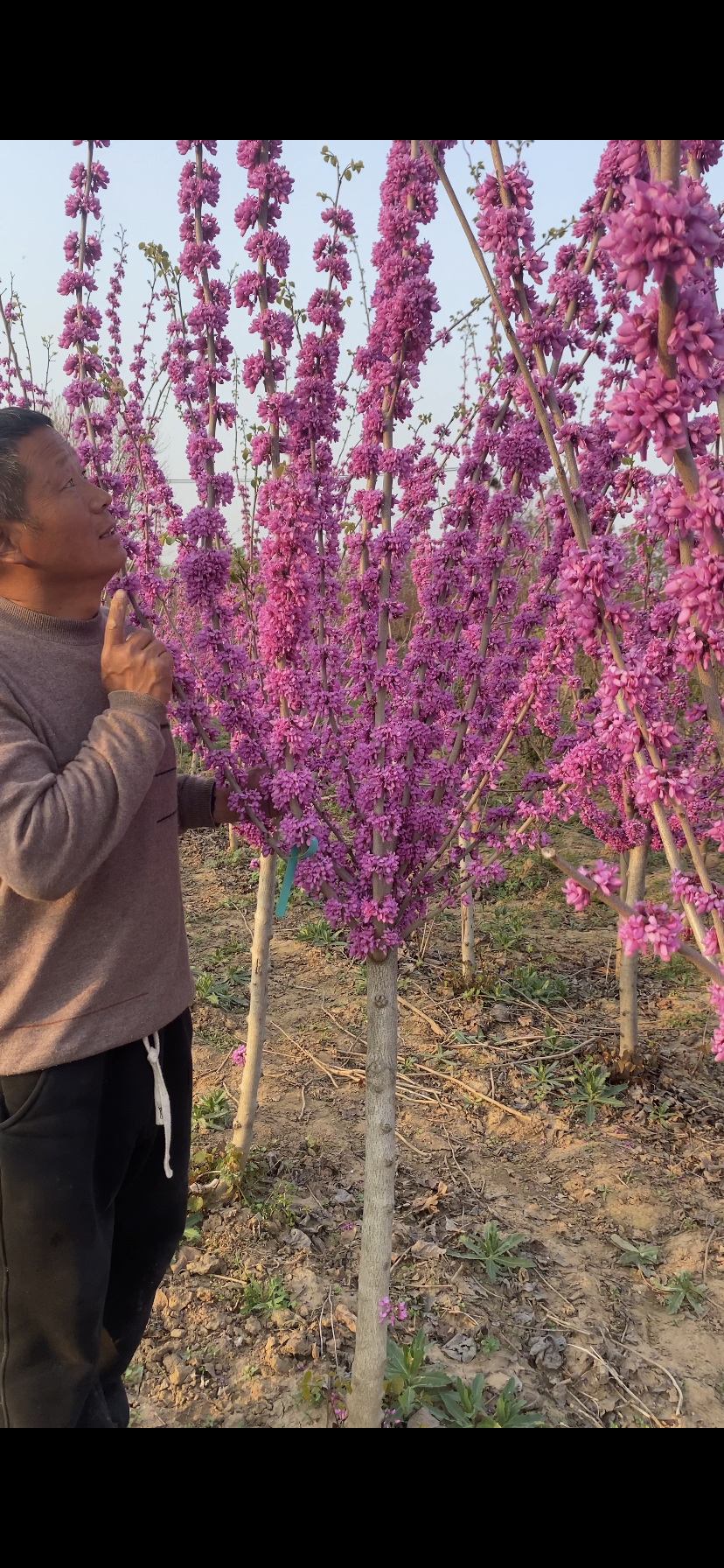 紫荆花一款在主干开花的花。