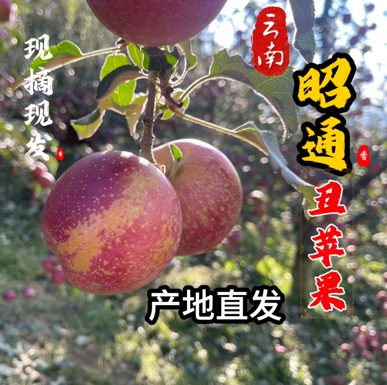 云南昭通冰糖心丑苹果脆甜多汁新鲜水果包邮