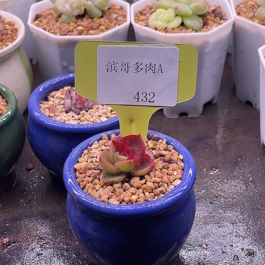 滨哥多肉A432红灯锦