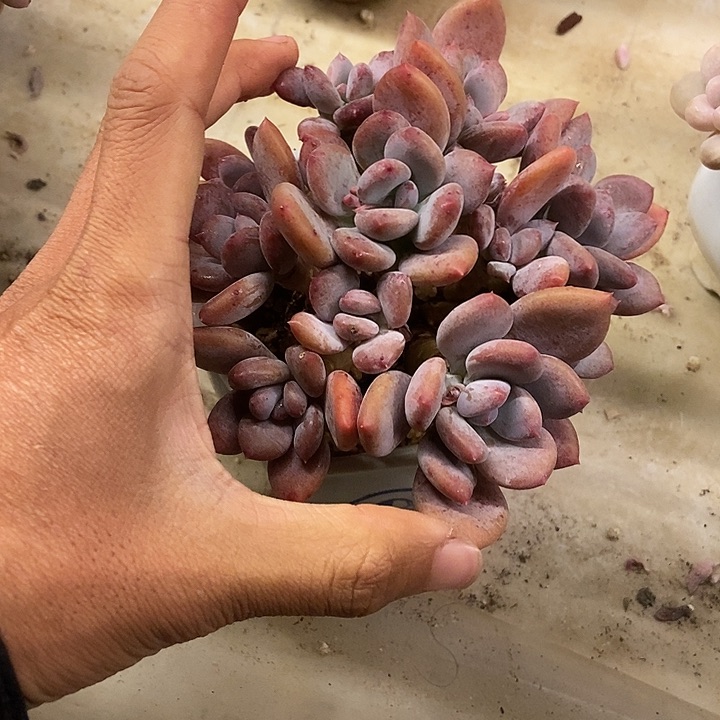 H*7多肉植物一物一拍