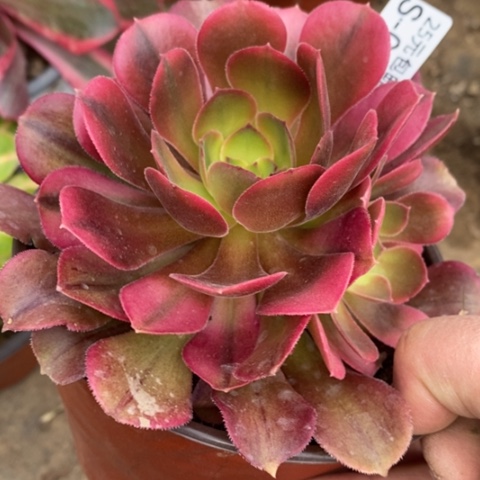 63红牡丹多肉清棚福利