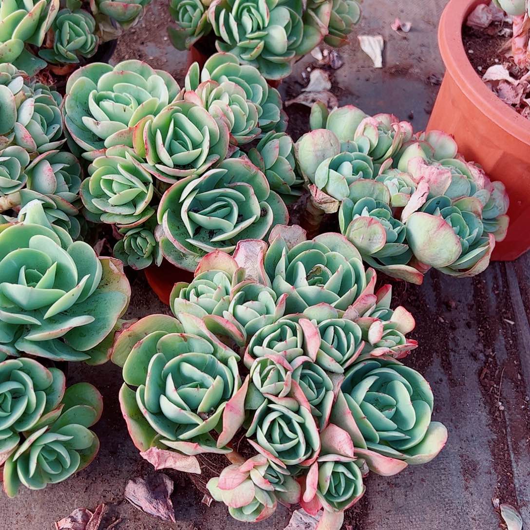 鸡蛋碧桃多头群生精品特价