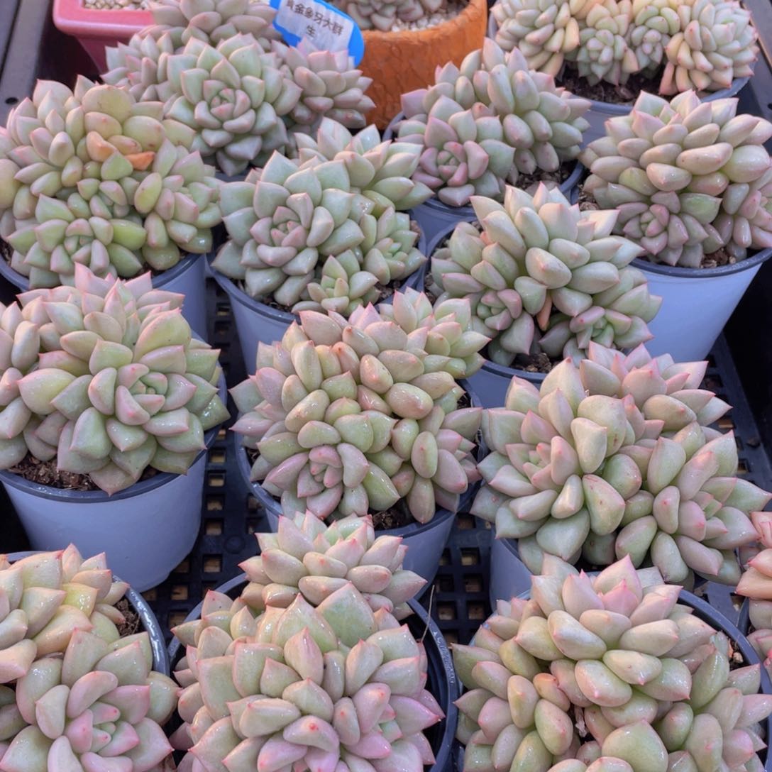 量拍41号 黄金象牙大群生一个