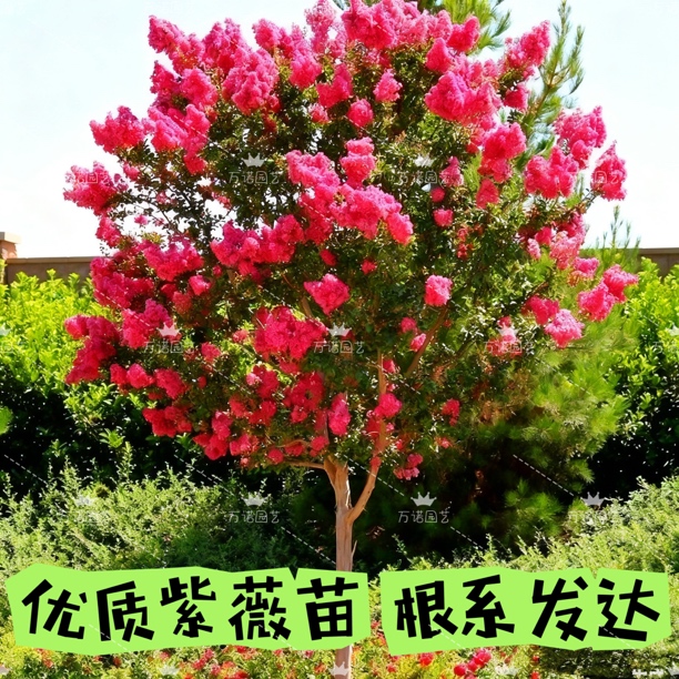 大型紫薇树苗庭院种植紫薇花苗盆栽美国红绿化风景树苗耐寒