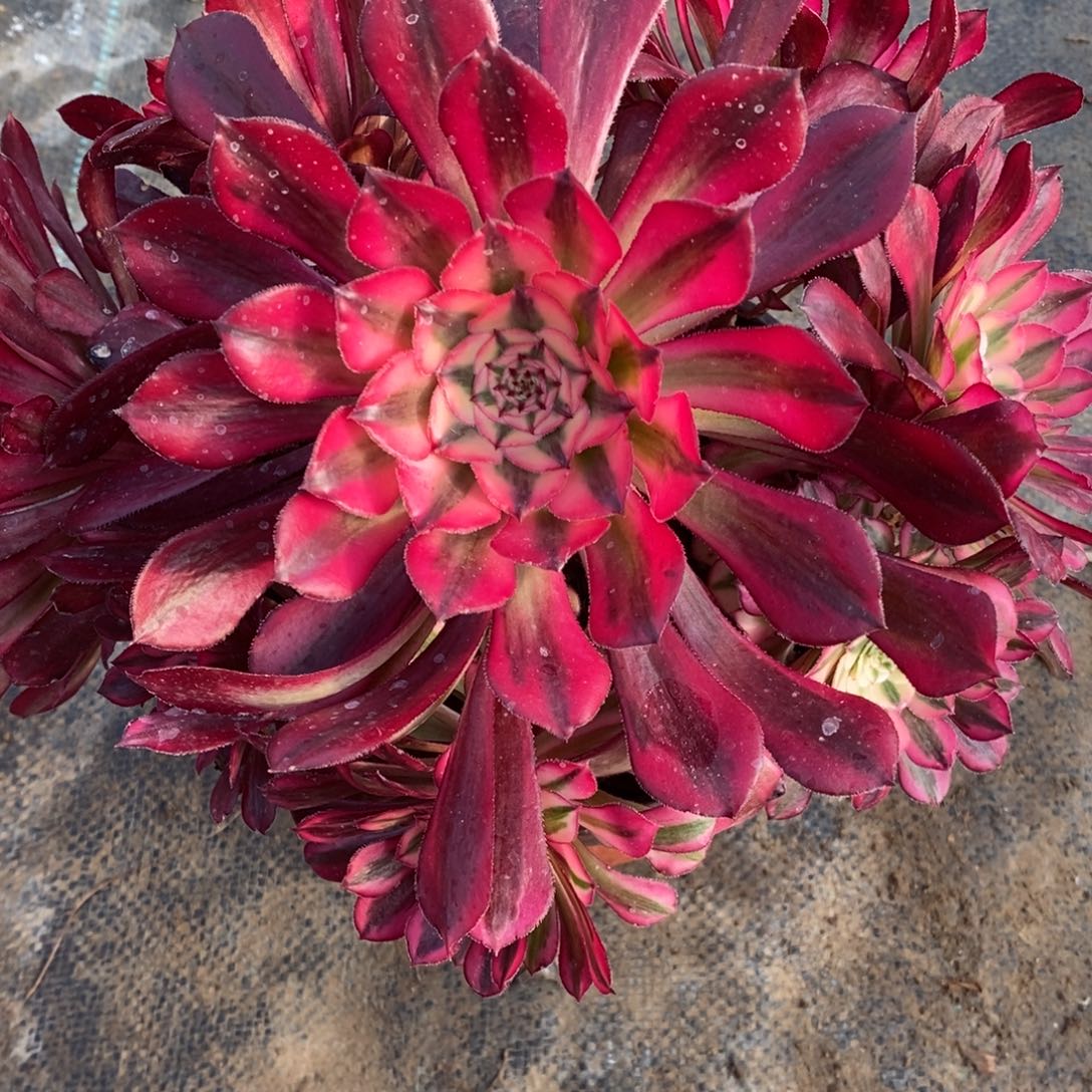 红陶一物一拍多肉法师295