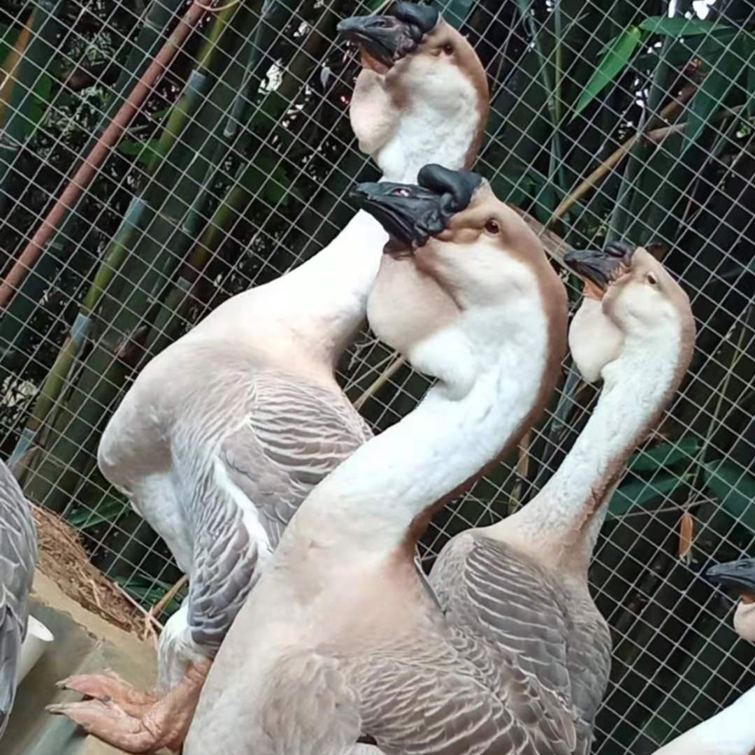 狮头鹅特大宠物狮头鹅 预包装脱温