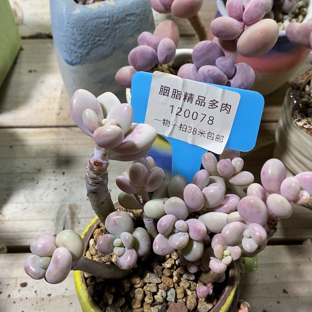 120078？奥璐璐就不哦哦