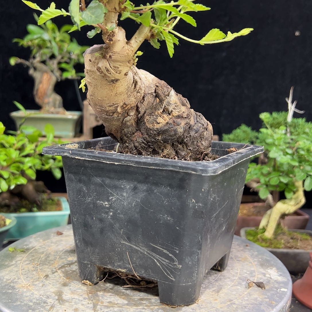 无花朵玉树150发发发发发发发