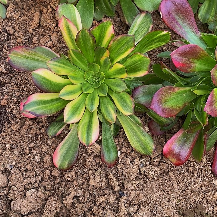 韶秀七彩手捧花多肉