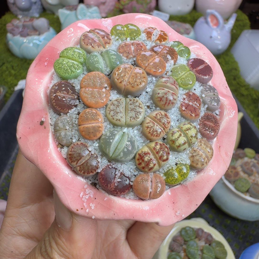 多肉植物福利冲614