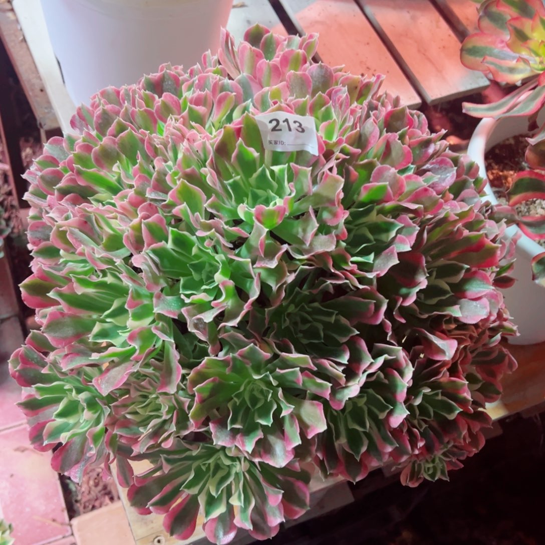 213白凤法师多肉植物