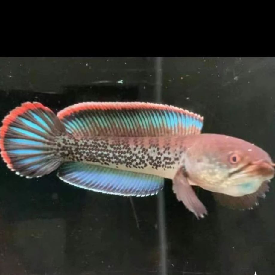 印度鬼王蓝宝石雷龙观赏鱼热带淡水鱼凶猛饲料鱼