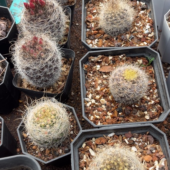 实生混乱玉好养皮实